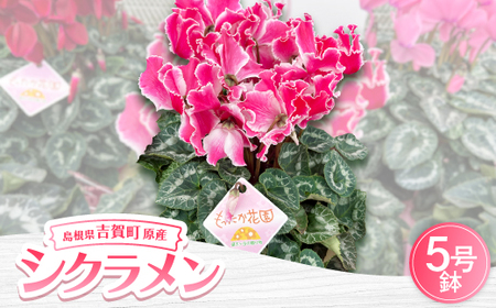 [お届け:11月下旬〜12月]シクラメン 5号鉢