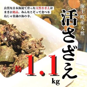 [7月下旬以降順次発送]島獲れ活さざえ約1.1kgセット[さざえ さざえ さざえ さざえ さざえ 冷蔵便 サザエ 栄螺 貝 海鮮 BBQ さざえご飯 壺焼き ]