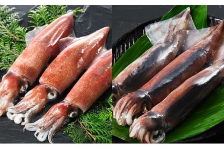 海士のいか詰め合わせセット