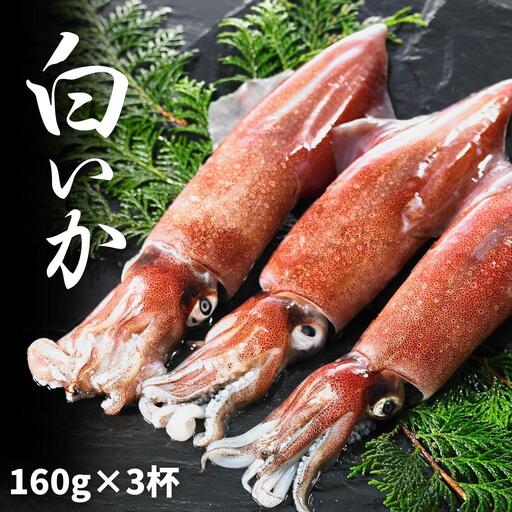 【高級白いか丸ごと 160g×3杯セット】ぷりぷり甘い朝どれ白いか 刺身用 ケンサキイカ