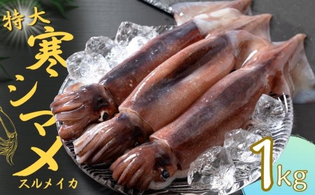 【のし付き スルメイカ丸ごと】朝どれ寒シマメ特大サイズ 丸ごと3杯セット 1kg～1.2kg いか イカ スルメイカ CAS CAS冷凍 年末年始 お正月 お歳暮 御歳暮 ギフト