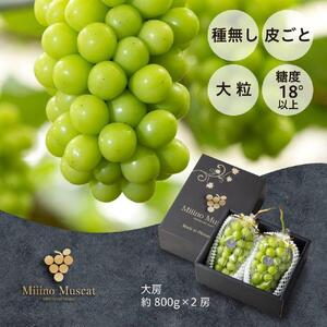 VC }XJbg 2026N uMiiinoMuscatv2[i(1.6kgjuhE   R Y t[c ʕ Mtg