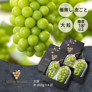 シャイン マスカット 2026年 「MiiinoMuscat」4房（約3.2kg）ブドウ 葡萄  岡山 国産 フルーツ 果物 ギフト