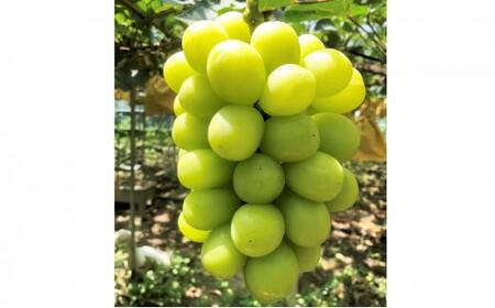 ぶどう 2025年 先行予約 農家こだわりのシャインマスカット 2〜3房 合計約1.2kg [ Nini farm 農家 直送 ] 