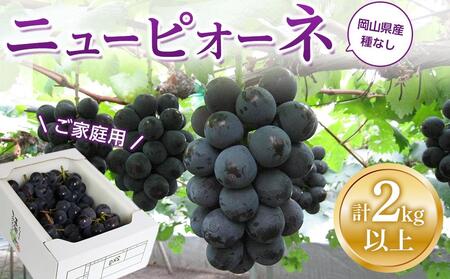 ぶどう 2025年 先行予約 ご家庭用 ニュー ピオーネ 合計2kg以上 産地直送 ブドウ 葡萄 岡山県産 国産 フルーツ 果物 たけまさぶどう園