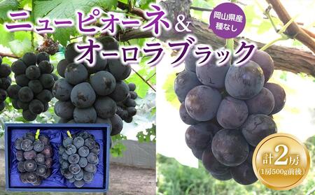 ニュー ピオーネ 1房と オーロラブラック 1房(1房500g前後)| ピオーネ