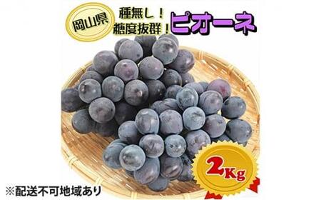 ぶどう 2025年 先行予約 ニュー ピオーネ[9月発送分]約2kg(2房〜5房)秀品 糖度抜群! 種無し ブドウ 葡萄 岡山県産 国産 フルーツ 果物 ギフト