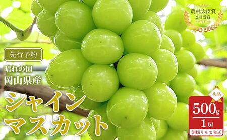 ぶどう 2025年 先行予約 シャインマスカット 秀品 約500g 1房 農林大臣賞受賞 2025年6月下旬から発送 