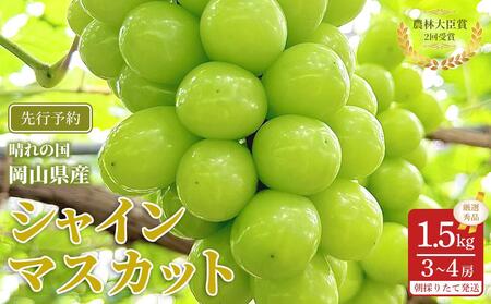 Ԃǂ 2026N  VC}XJbg I Gi 1.5kg v3`4[ _ёb܎ R Y ʕ t[c VC }XJbg 2026N7{甭