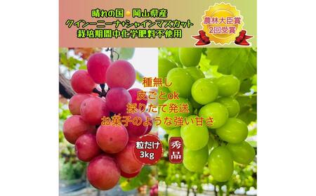 �Ԃǂ� 2026�N  �N�C�[���j�[�i �V���C���}�X�J�b�g �G�i ������ ��3kg �_�ё�b�܎�� ���R ���Y �ʕ� �t���[�c �V���C�� �}�X�J�b�g2026�N8����{���甭��