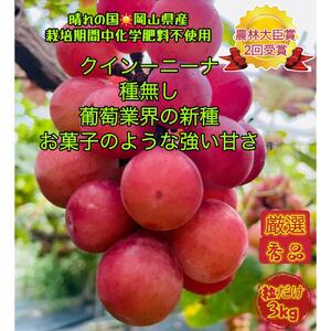 ぶどう 2026年 クイーンニーナ 厳選 秀品 粒だけ 約3kg  家庭用 ギフト 贈答用 贈り物 岡山 果物 フルーツ  採りたて発送 農家直送 数量限定 新鮮   2026年8月上旬から発送