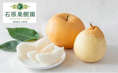 梨 2025年 先行予約 備前横綱梨(あたご梨) 超大玉1玉 1kg〜1.4kg・備前乙女梨(鴨梨) 2〜3玉 詰合せ 合計2.0kg以上 贈答箱 岡山県産 フルーツ ギフト 石原果樹園