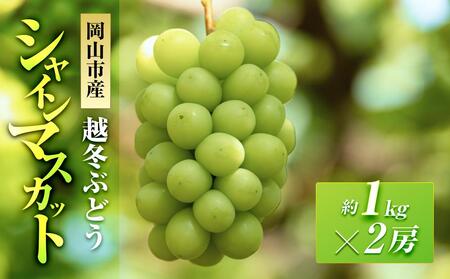 ܉ʉ z~Ԃǂ  VC}XJbg 2[i1[1.0kgj | t[c ʕ  VC}XJbg }XJbg RY Y Mtg p v[g 蕨 }XJbg t[c 