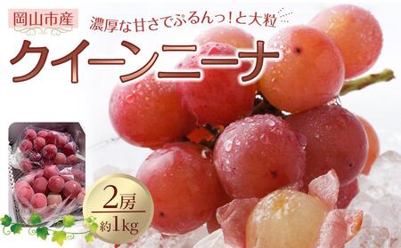 Ԃǂ 2026N NC[j[i 2[ v1kg 햳 uhE  RsY Y t[c ʕ n粔_