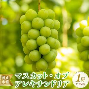 ＜2026年8月上旬～8月下旬発送＞岡山市産 マスカット・オブ・アレキサンドリア 1房 約750g ぶどう 葡萄