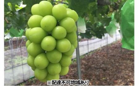 RY p VC}XJbg  2[i1[700gOj t[c Ԃǂ  Ђ炽_ 2025Nb VC}XJbg
