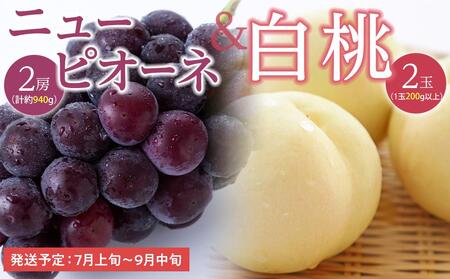 桃 ぶどう 2026年 白桃 2玉(1玉200g以上) ニュー ピオーネ 2房(合計約940g)詰合せ もも 葡萄 岡山県産 国産 フルーツ 果物 ギフト