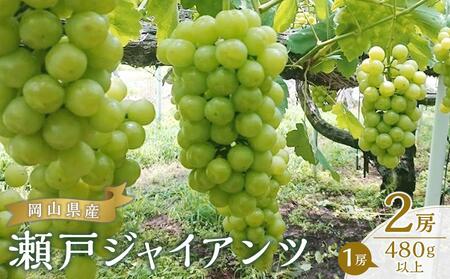 ぶどう 2025年 先行予約 瀬戸 ジャイアンツ 2房(1房480g以上) ブドウ 葡萄 岡山県産 国産 フルーツ 果物 ギフト