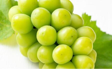 Ԃǂ 2026N VC }XJbg  2[iv1.1kgjϔ }XJbg uhE   RY Y t[c ʕ Mtg