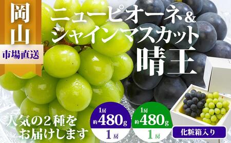 詰合せ ニュー ピオーネ 1房480g以上 シャインマスカット 晴王 1房 480g以上 化粧箱入り | ぶどう ぶどう シャインマスカット