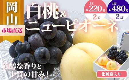 桃 ぶどう 2026年 果物 詰合せ 白桃 2玉(1玉220g以上)ニューピオーネ 2房(1房480g以上)化粧箱入り もも 葡萄 岡山県産 国産 フルーツ 果物 ギフト