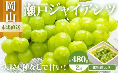 瀬戸 ジャイアンツ 2房(1房480g以上)約1kg 化粧箱入り | ぶどう ぶどう