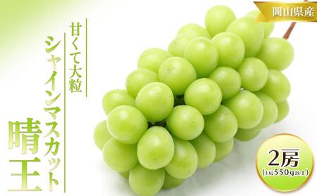 ぶどう 2026年 先行予約 シャイン マスカット 晴王 2房 (1房550g以上)