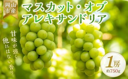 ＜2025年9月上旬～9月中旬発送＞岡山市産 マスカット・オブ・アレキサンドリア 1房 約750g ぶどう 葡萄