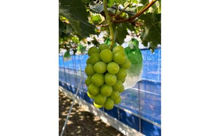 ぶどう 2026年 先行予約 岡山県産 朝採れ シャインマスカット 2房(1kg以上)・シャインマスカットのドライフルーツ 40g×2袋 セット 