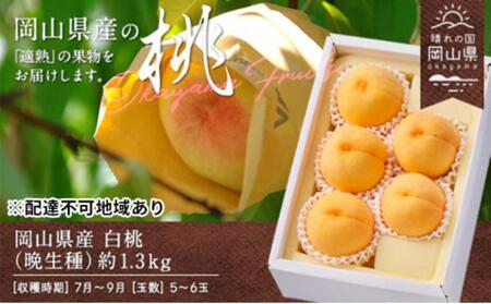 まだ間に合う[2025年9月発送予定] 白 桃 (晩生種) 約1.3kg 5〜6玉 | 桃