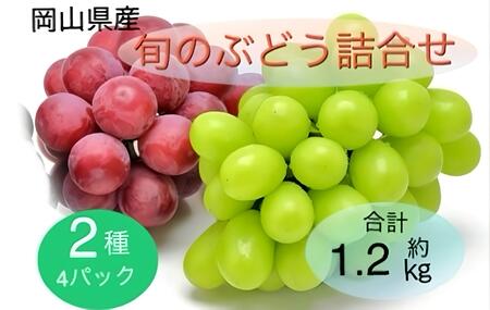 { Ԃǂ l 2 4pbN( VC}XJbg    1[ 300g×2PA{ Ԃǂ C 1[ 300g×2P)Zbg