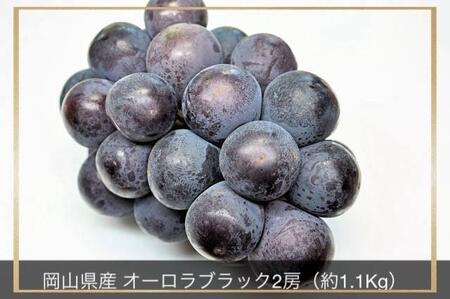 岡山県産 オーロラブラック 2房 計約1.1kg| ぶどう ぶどう