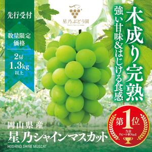 星乃シャインマスカット 岡山県産 1.3kg以上 2房[ マスカット マスカット マスカット マスカット マスカット ]