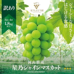 [訳あり]星乃シャインマスカット 岡山県産 1.8kg以上 3房〜4房[ ぶどう ぶどう ぶどう ぶどう ぶどう ]