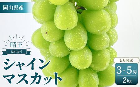 2025年 先行予約 受付中 シャインマスカット 晴王 約2kg(3〜5房)[岡山県産 種無し 皮ごと食べる みずみずしい 甘い フレッシュ 9月〜10月発送 晴れの国 おかやま ぶどう 葡萄 マスカット 果物大国 彩美菜果 岡山県 岡山市 おすすめ 人気]