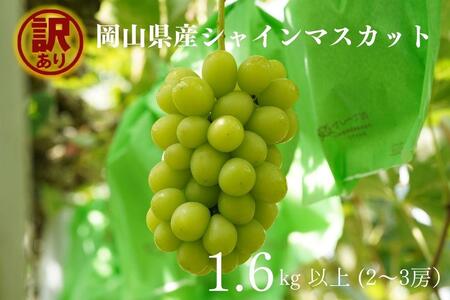 訳あり シャインマスカット 2～3房 合計1.6kg以上 ｜  シャインマスカット
