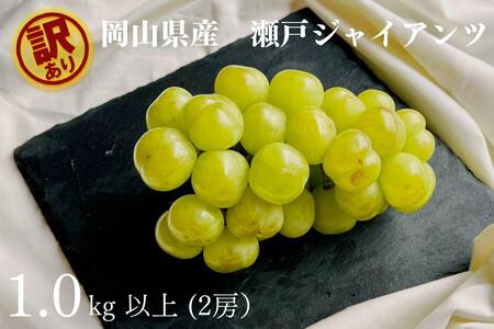 訳あり 瀬戸ジャイアンツ　2房 合計1.0kg以上 産地直送 朝採れ ぶどう 葡萄 岡山 Kawahara Green Farm　岡山県産 2025