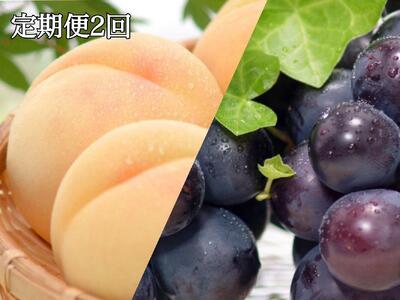 【定期便2回】白桃 5～7玉 約1.2kg（7月発送）・ ニューピオーネ 2房 約950g（9月発送）【定期便 白桃 桃 もも モモ ニューピオーネ 葡萄 ぶどう ブドウ 果物 フルーツ 岡山県 倉敷市 おすすめ 人気】