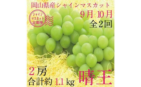 [HS][定期便 全2回]ぶどう 2026年 先行予約 9月・10月発送 シャイン マスカット 晴王 2房(合計約1.1kg) ブドウ 葡萄 岡山県産 国産 フルーツ 果物 ギフト
