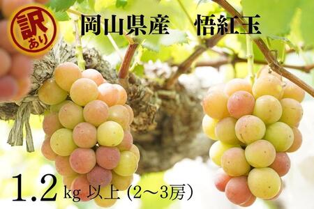 󂠂 g  Sr[ 2`3[ v1.2kgȏ Yn ̂ Ԃǂ  R Kawahara Green Farm@RY 2025
