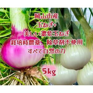 RsY ݂݂ʂ˂2.5kgƐԋʂ˂2.5kg̃Zbg(TCY)