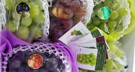 2026N ڔ_ Ԃǂ ZNV 4`5[iv3.0kgjb Ԃǂ