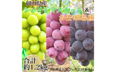 農家こだわりのシャインマスカット&お任せ2品種 3房合計約1.2kg | シャインマスカット ぶどう ぶどう