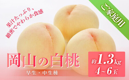  2026N 8 ƒp R iAj1.3kg 4`6   t[c ʕ Rs {nY Y Ԗؔ_