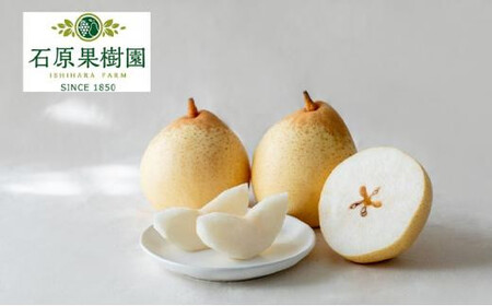 梨 2026年 鴨梨(ヤーリー)小玉11〜13玉 約4kg 化粧贈答箱 赤秀[ナシ なし 岡山県産 国産 フルーツ 果物 ギフト 石原果樹園]