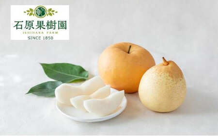 梨 2026年 あたご梨・鴨梨(ヤーリー)詰合せ 合計約4kg 化粧贈答箱赤秀[ナシ なし 岡山県産 国産 フルーツ 果物 ギフト 石原果樹園]