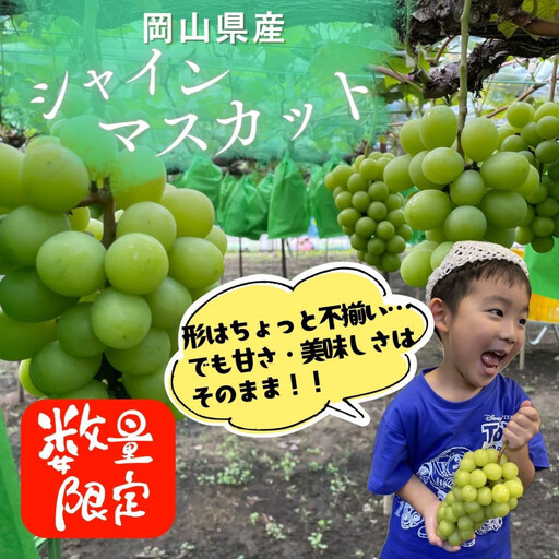 ご家庭用「1.8キロ以上」岡山県産シャインマスカット