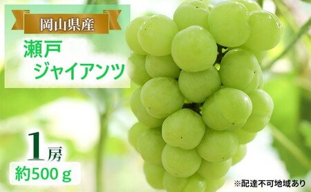 ぶどう [2025年 早期受付] 瀬戸ジャイアンツ 1房 約500g ブドウ 葡萄 岡山県産 国産 フルーツ 果物 ギフト