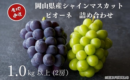 シャインマスカット&ニューピオーネ 2房 合計1.0kg以上 産地直送 朝採れ ぶどう 葡萄 Kawahara Green Farm 岡山県産 2025年