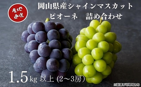 シャインマスカット&ニューピオーネ 2房〜3房 合計1.5kg以上 産地直送 朝採れ ぶどう 葡萄 Kawahara Green Farm 岡山県産 2025年